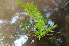 Ceratopteris thalictroides